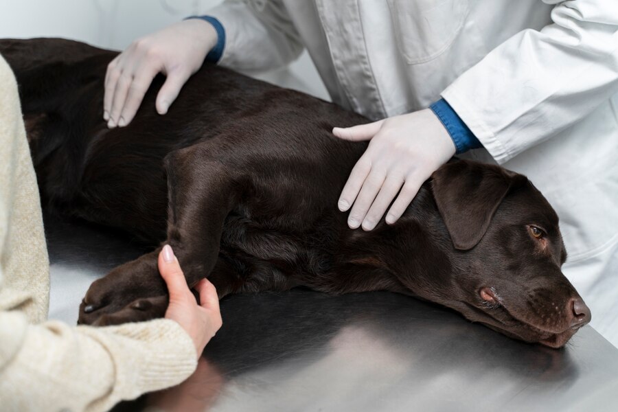 Preventing Dog Heat Stroke: Essential Tips for Pet Owners