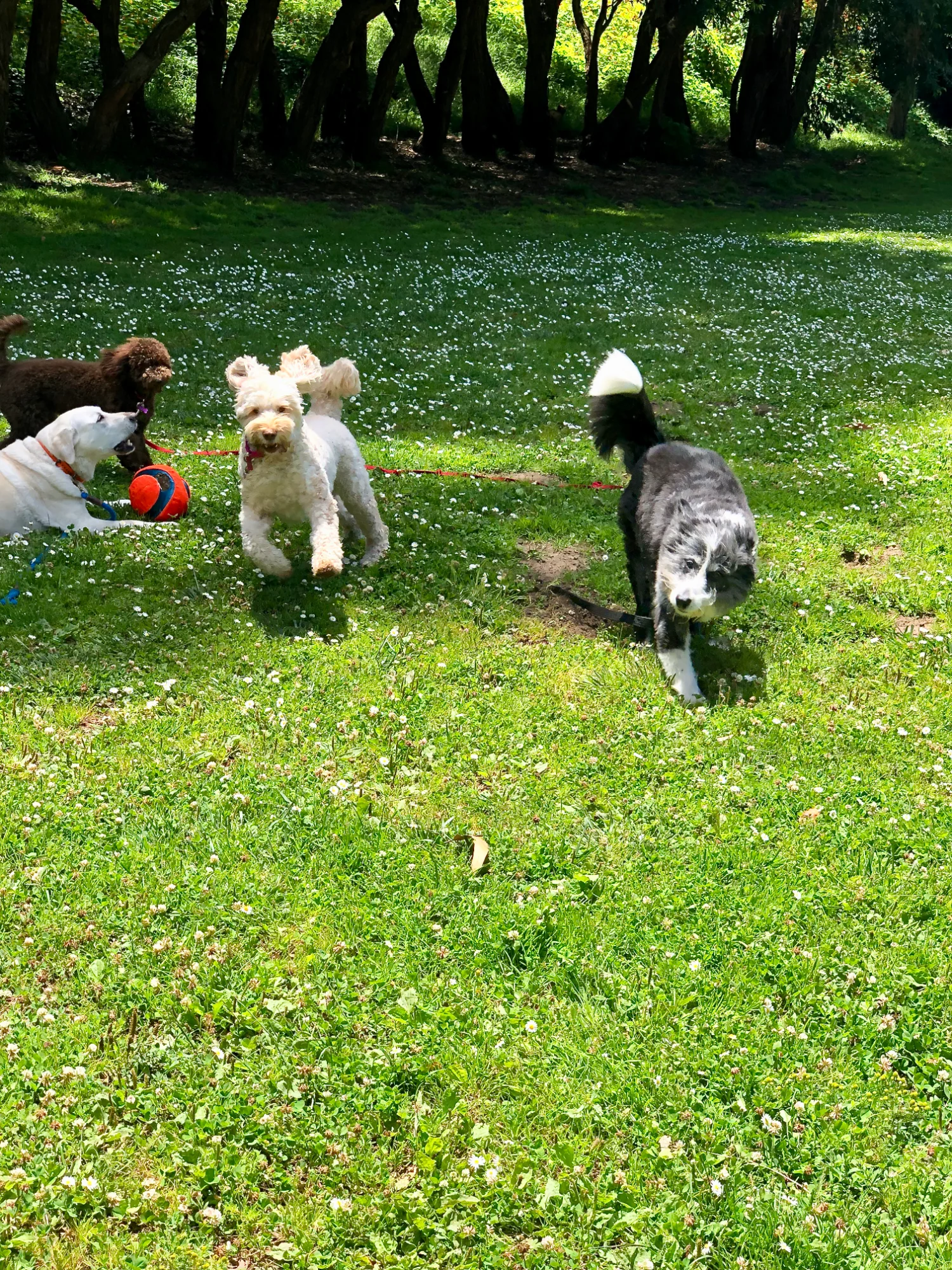 Dogs playing