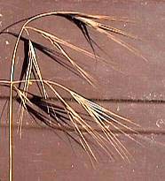 Ripgut Grass